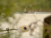 Skifftag-1887