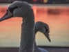 Early-Bird-005