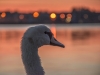 Early-Bird-006