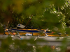 Westensee-547