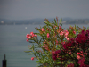 Bodensee-197