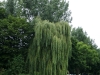 Weser-115